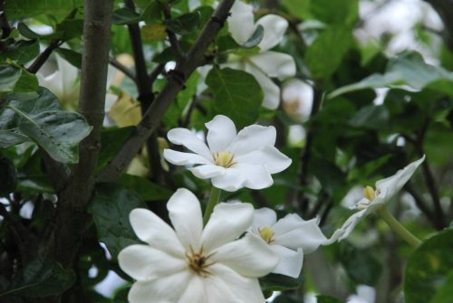 Gardenia thunbergia ‘Forest Gardenia’
