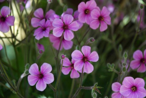 Geranium maderense | Madeira Cranesbill