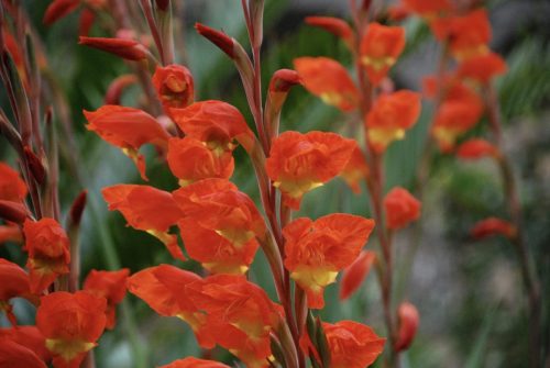 Gladiolus dalenii | Dragon’s Head Sword Lily