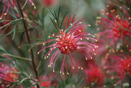 Grevillea thelemanniana | Spider net grevillea