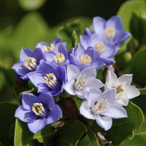 Guaiacum sanctum | Lignum vitae