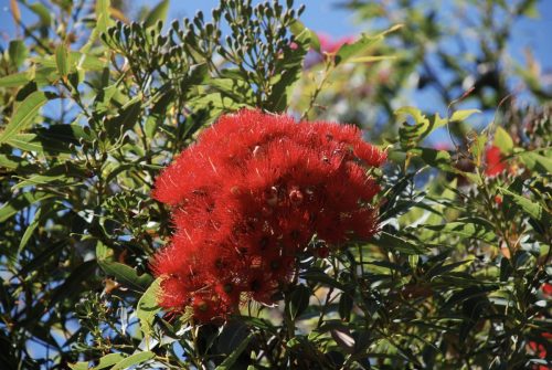 Corymbia ficifolia | Red Flowering Gum