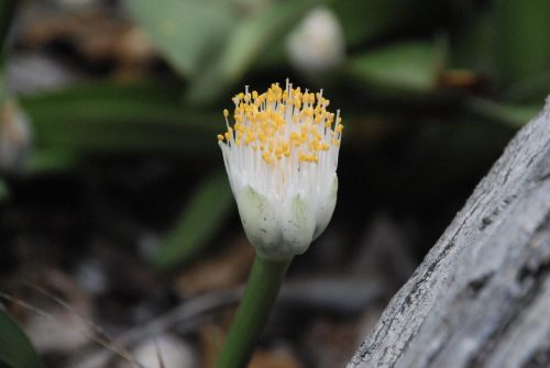Haemanthus albiflos | Paintbrush lily