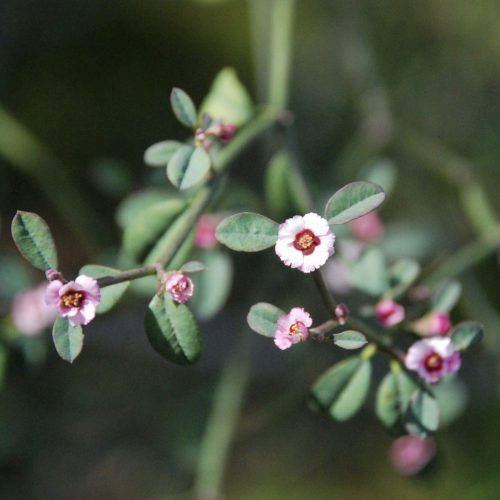 Heteromeles arbutifolia | Toyon
