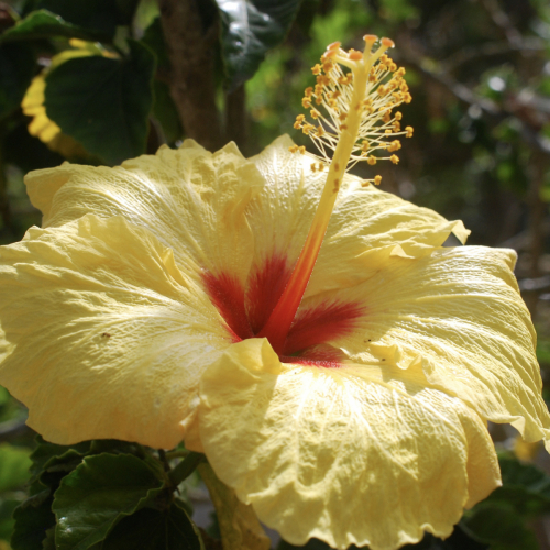 Yellow Torch | Hibiscus