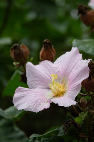 Okinawan hibiscus | Hibiscus makinoi