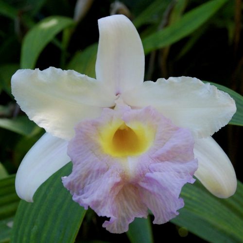 Sobralia macrantha