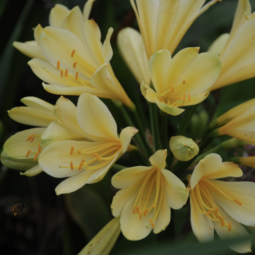 Bush Lily | Clivia miniata var. citrina