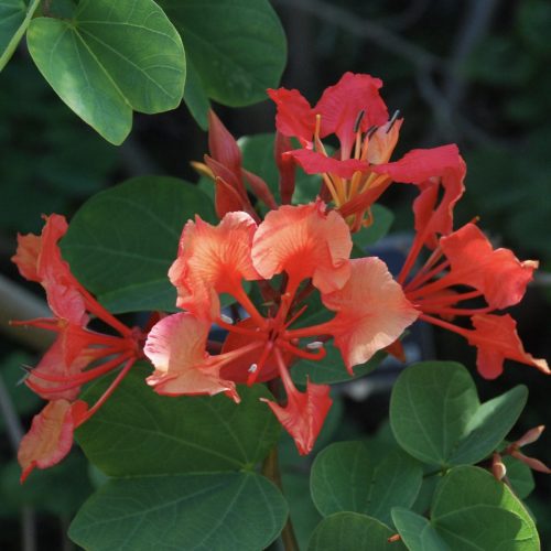 Red orchid bush | Bauhinia galpinii