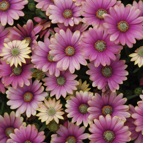 African Daisy | Osteospermum ecklonis