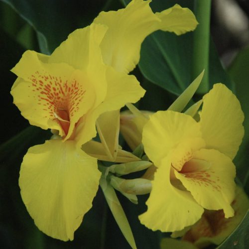 Canna lily | Canna sp.