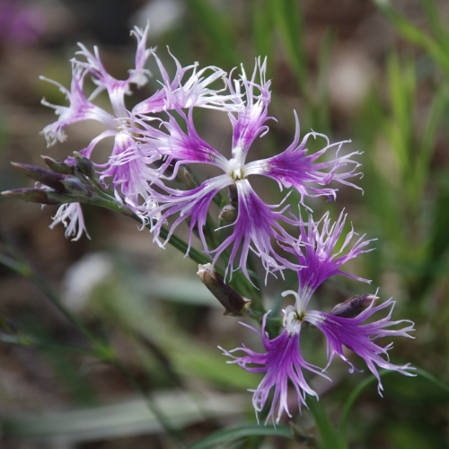 Fringed Pink | Dianthus superbus