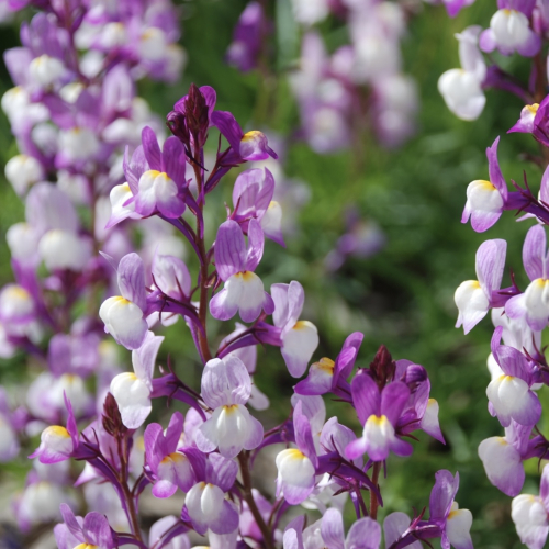 Moroccan Toadflax | Linaria maroccana