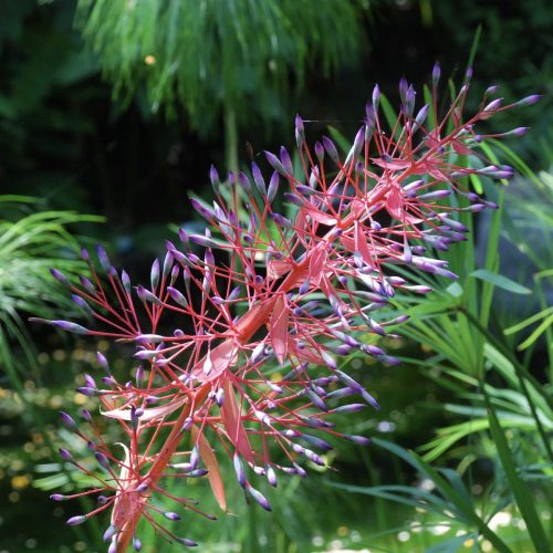 Portea bromeliad | Portea petropolitana var. extensa