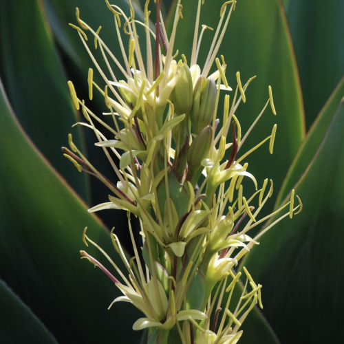 Agave 'Blue Flame' | Agave shawii x Agave attenuata