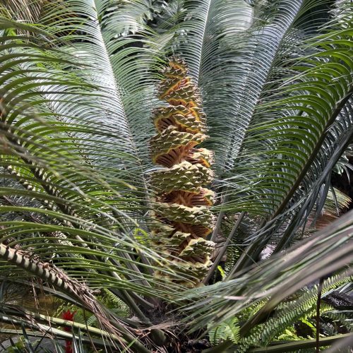 Pineapple cycad | Lepidozamia peroffskyana
