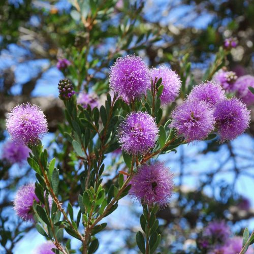 Showy honey-myrtle | Melaleuca nesophila