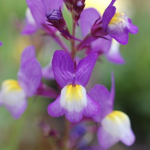 Moroccan Toadflax | Linaria maroccana