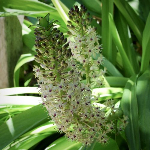 Pineapple lily | Eucomis sp.
