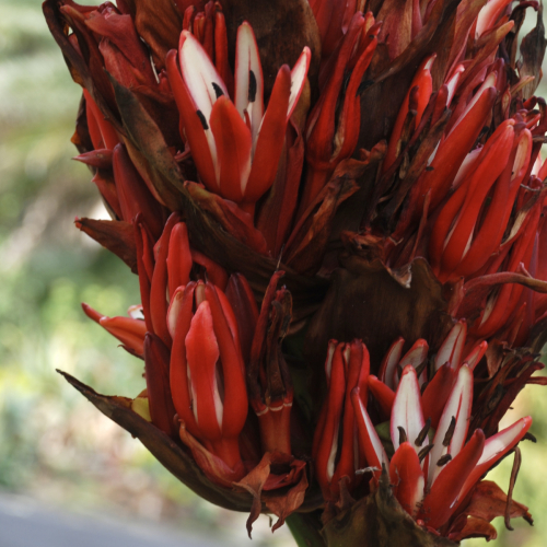 Giant Spear Lily | Doryanthes palmeri