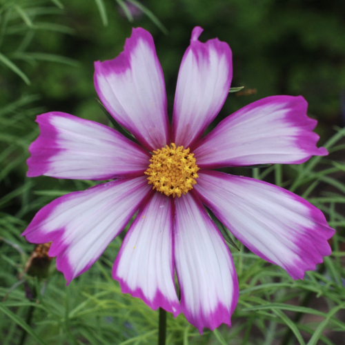 Garden Cosmos | Cosmos bipinnatus