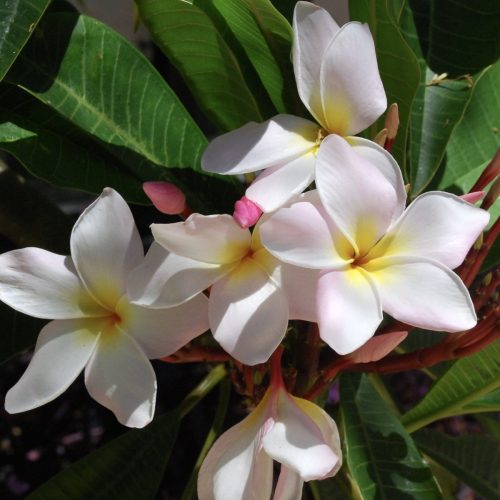 Cancun pink | Plumeria rubra