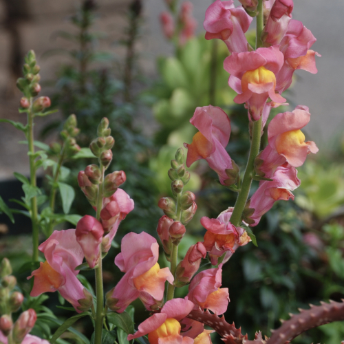 Snapdragon | Antirrhinum majus