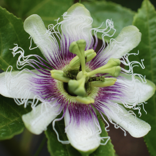 Passionfruit | Passiflora edulis