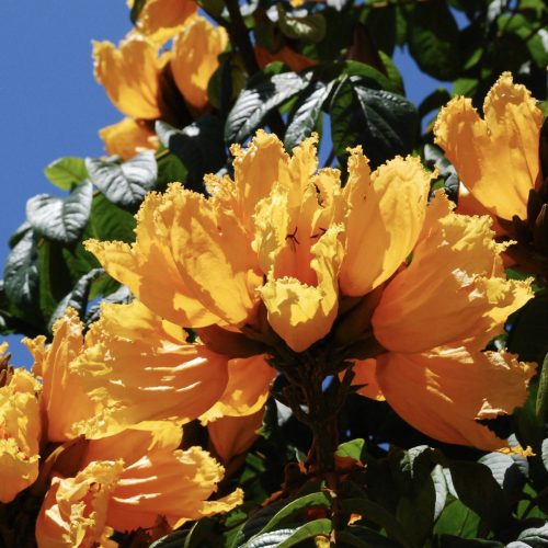 African tulip tree | Spathodea companulata