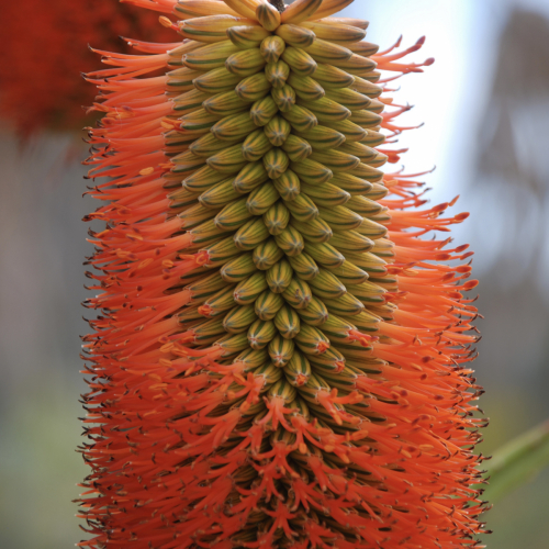 Bottlebrush Aloe | Aloe rupestris