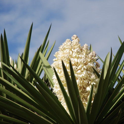 Spanish Dagger Tree | Yucca faxoniana