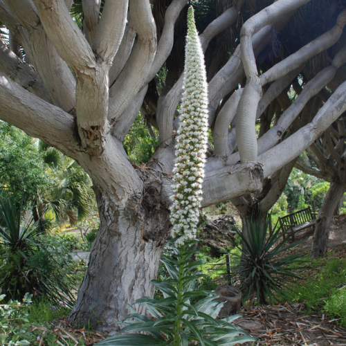 Tower of Jewels | Echium simplex