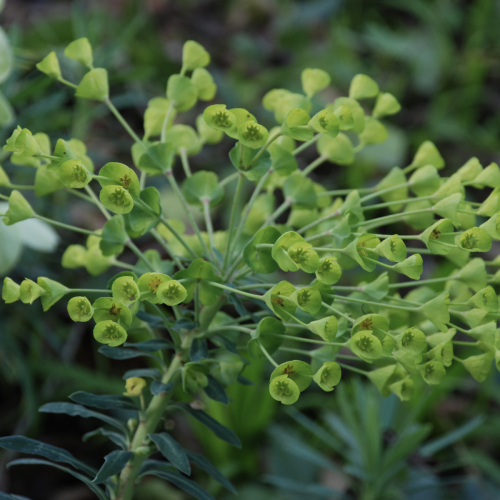 Canary Island Spurge | Euphorbia bourgaeana