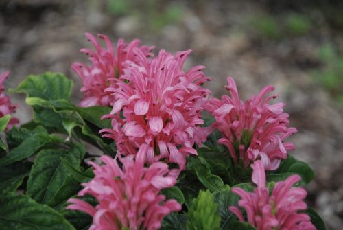 Justicia carnea | Brazilian Plume Flower
