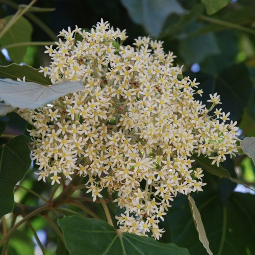 Aleurites moluccanus | Kukui or Candlenut