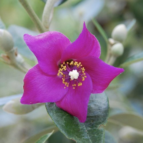 Lagunaria patersonia | Cow Itch Tree (*do not touch!*)