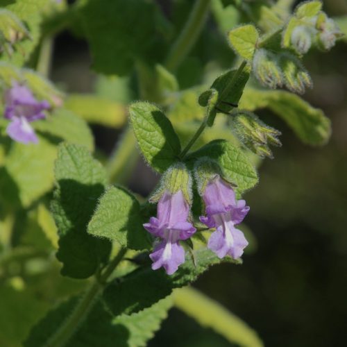 Lepechinia fragrans | Fragrant Pitcher Sage