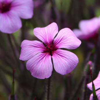Madeira Cranesbill | Geranium maderense