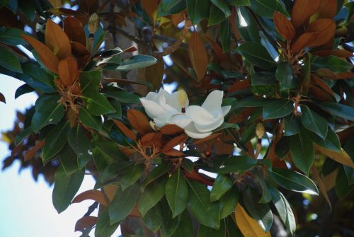 Magnolia grandiflora | Southern Magnolia