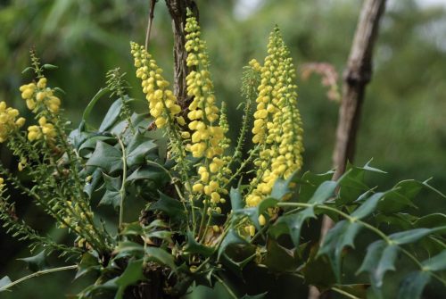 Berberis oiwakensis | Mahonia