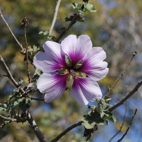Malva subovata | Tree mallow