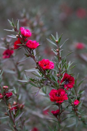 Manuka | Leptospermum scoparium