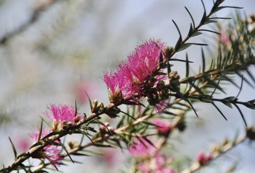 Melaleuca wilsonii | Violet Honey-Myrtle