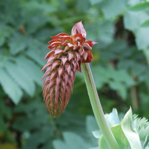 Melianthus major | Honeybush