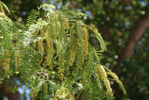 Prosopis sp. | Mesquite