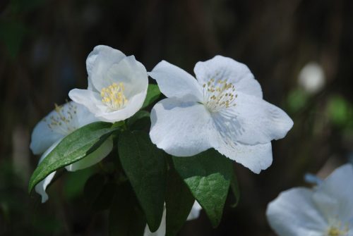 Philadelphus lewisii | Mock Orange