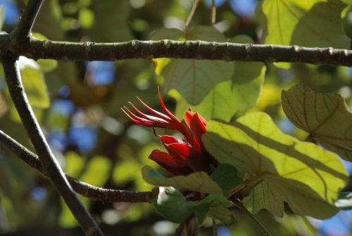 Chiranthodendron pentadactylon | Monkey’s Hand Tree