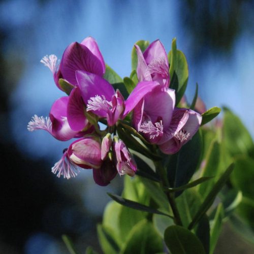 Polygala myrtifolia | Myrtle-leaf milkwort