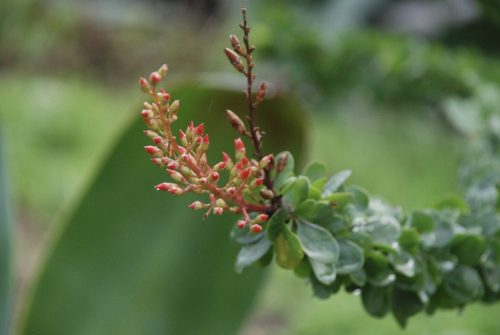 Fouquieria diguetii | Baja ocotillo