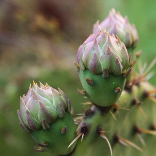 Coastal Prickly Pear | Opuntia littoralis